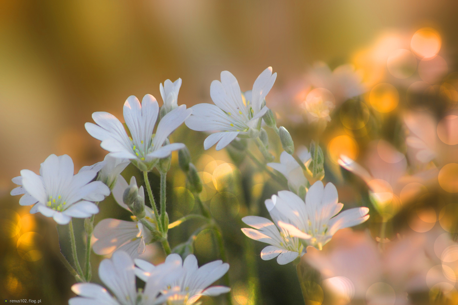 D Z I Ę K U J Ę !!!!!!