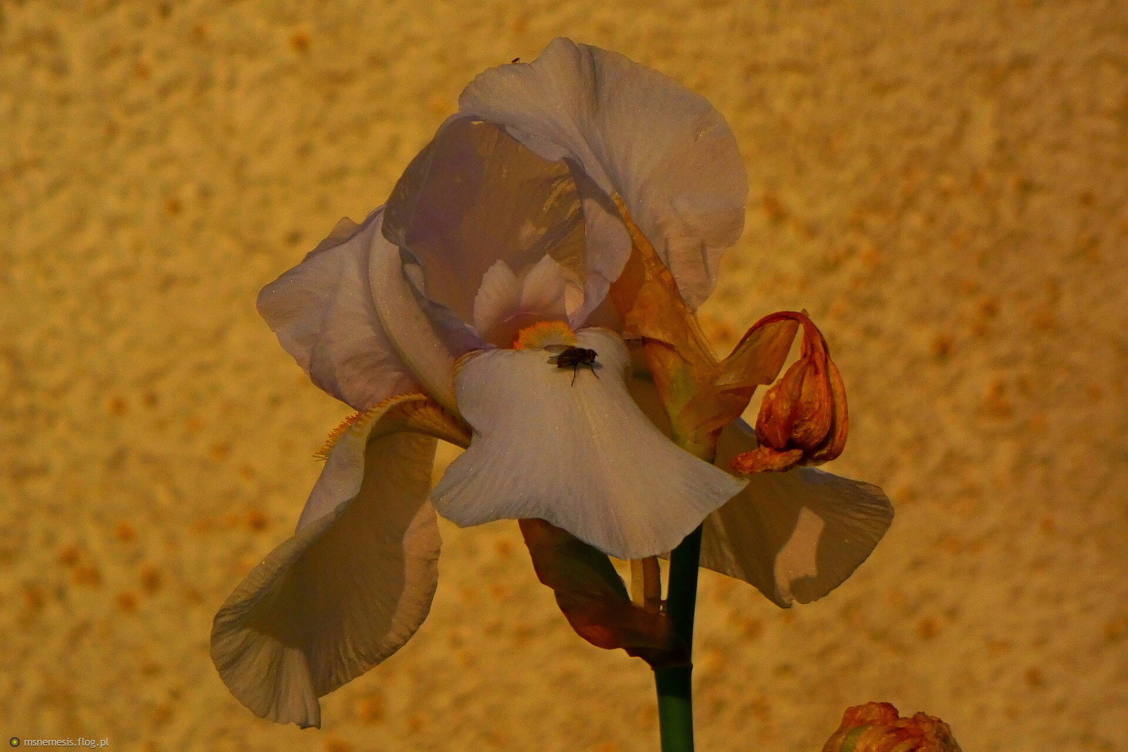 Irys Z "Mięsna" Wkładką :-D