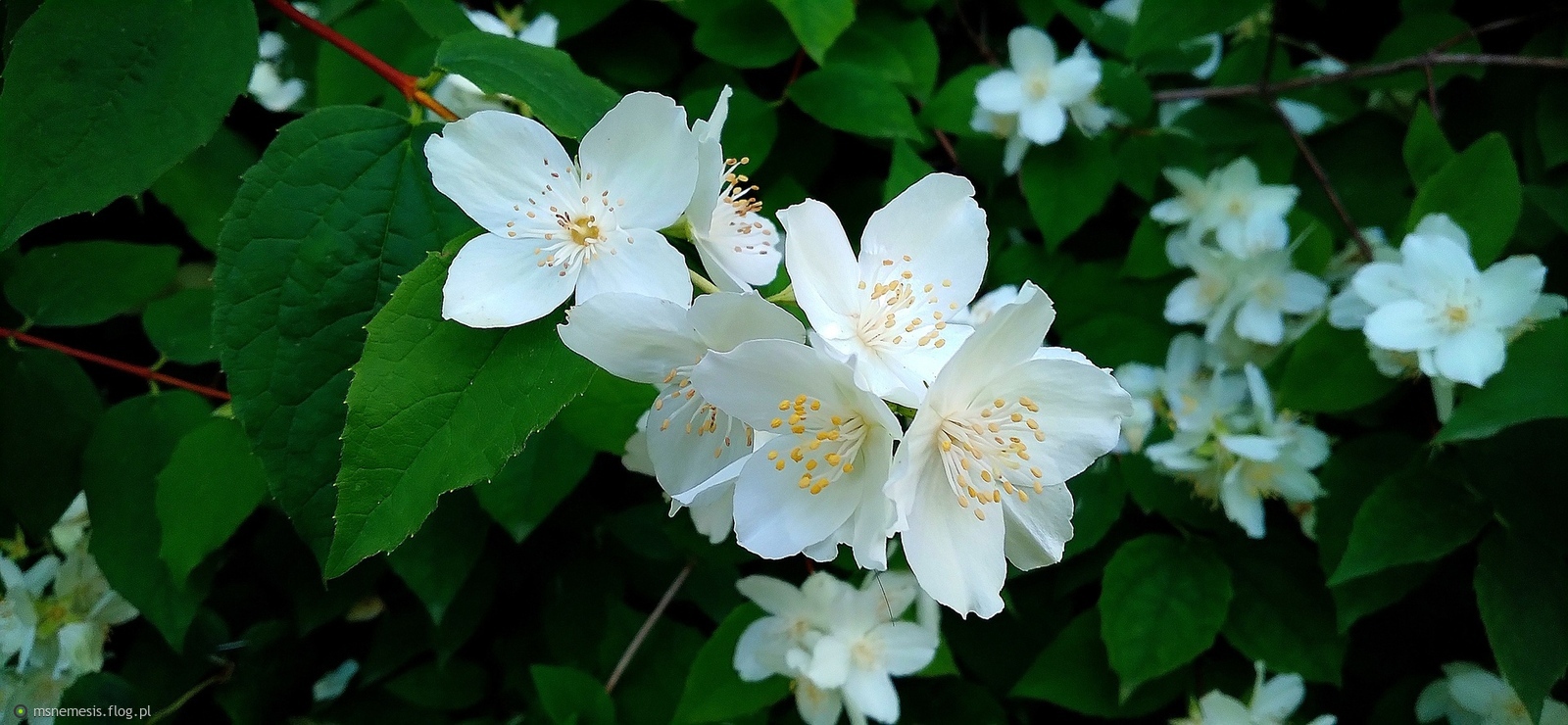Kwiaty Jaśminu :-)