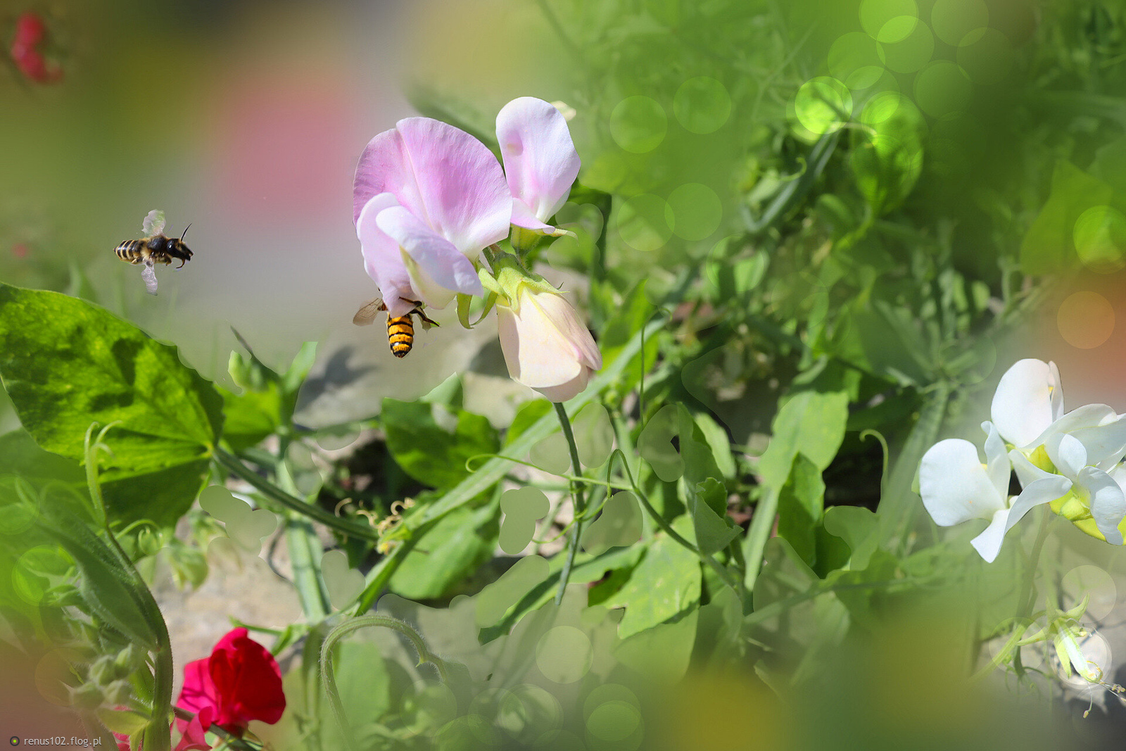 Pierwszy dzień lata......................