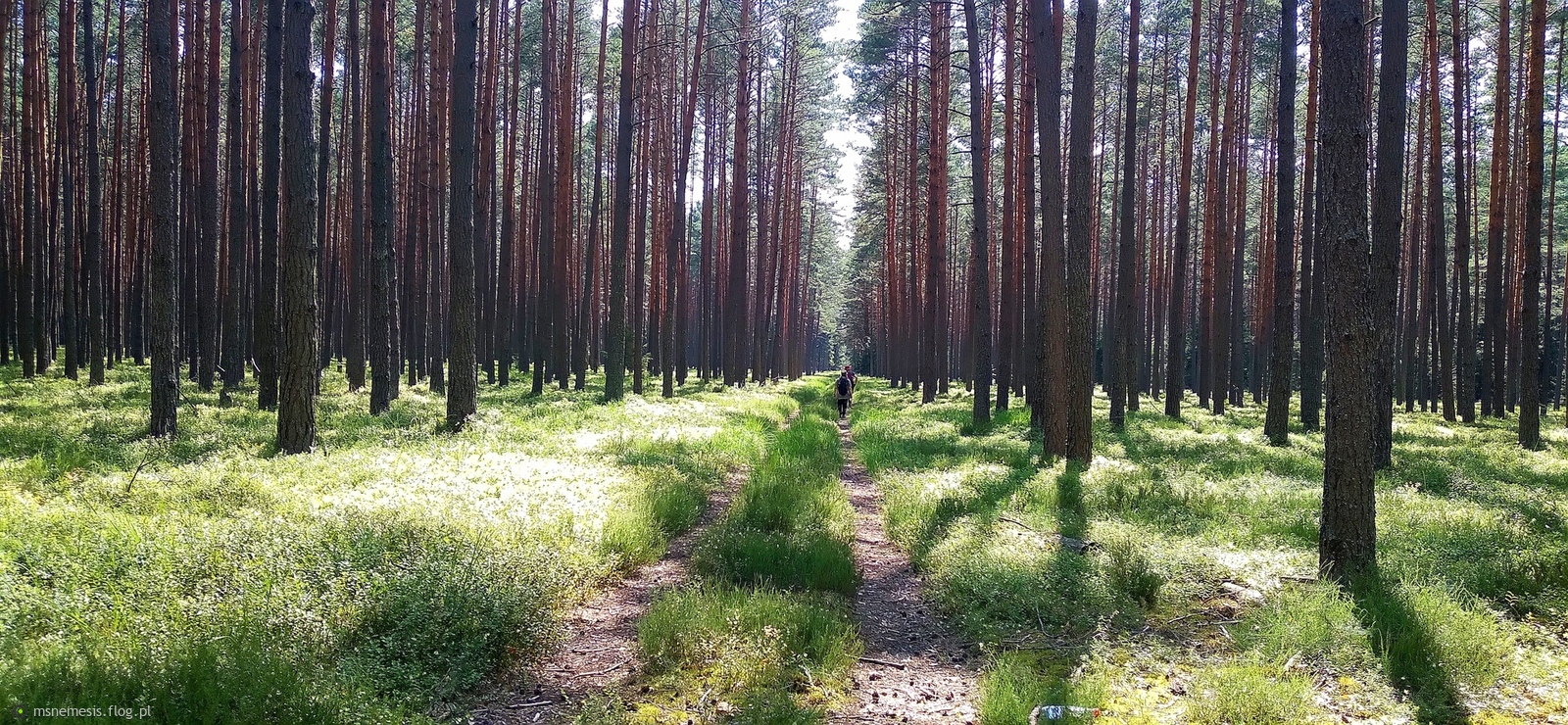 Las Skąpany W Słonecznych Promieniach :-)