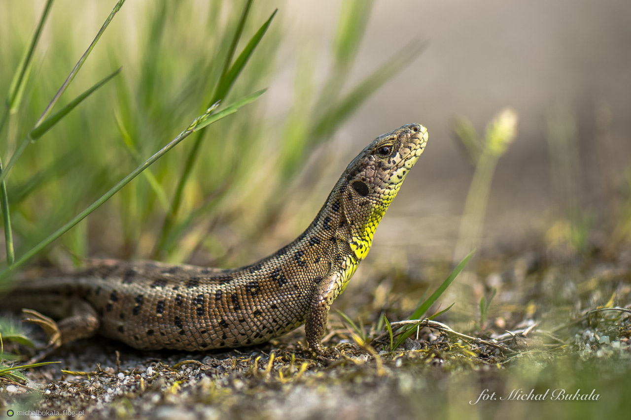 Kolejny dzień w lesie
