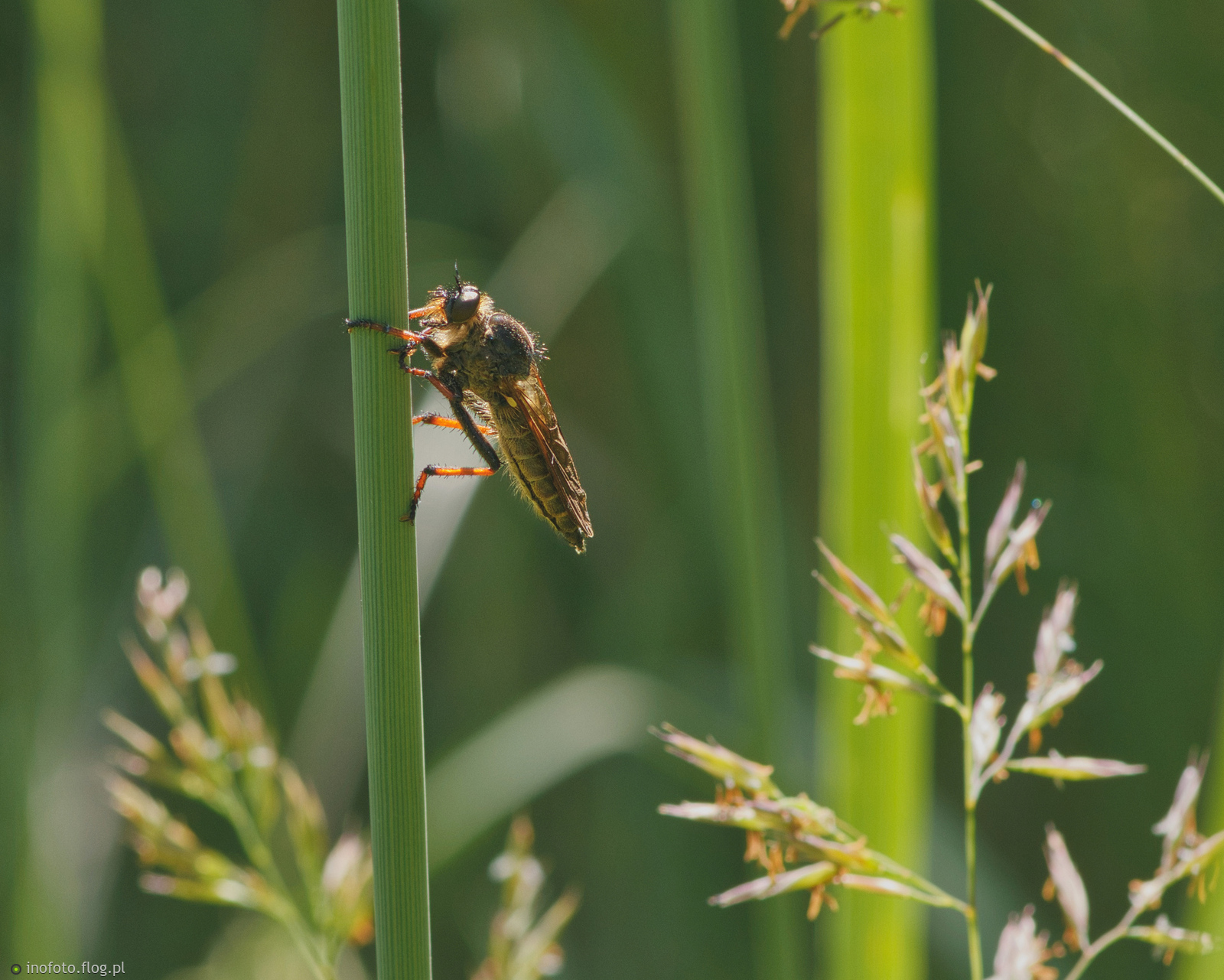 Co słychać w trawie