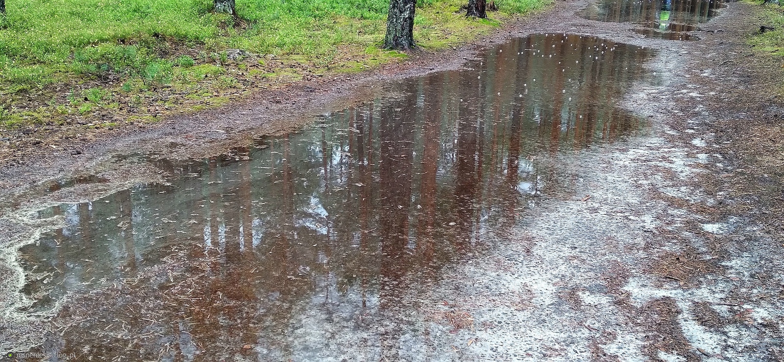 Deszczowa Aura W Leśnej Ostoi :-)
