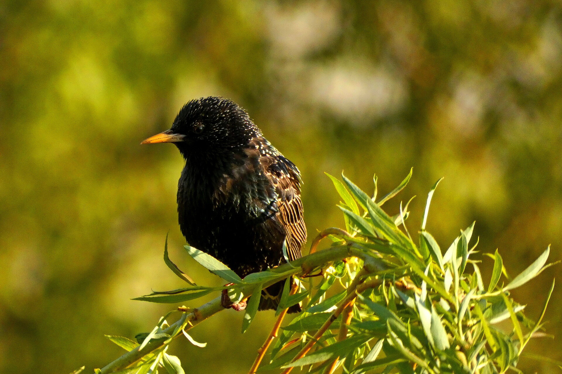 Szpak Zwyczajny (Sturnus Vulgaris) :-)