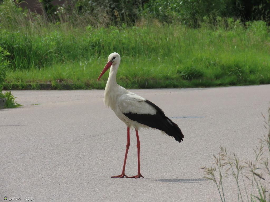 Drogowy bocian