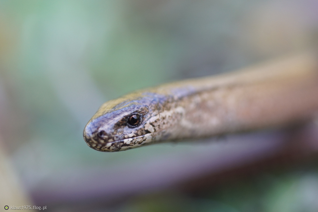 Padalec zwyczajny (Anguis fragilis)