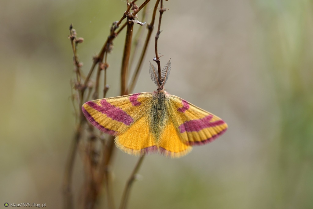 Sudamek szczawiak ( Lythria cruentaria ) samiec.