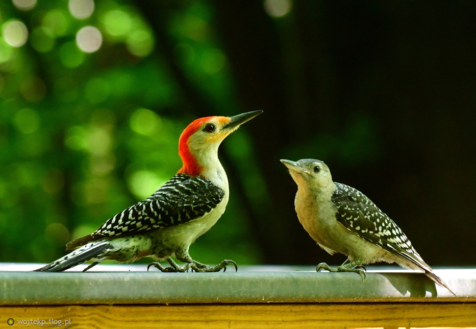 RED-BELLIED WOODPECKER / Dzięcioł czerwonobrzuchy