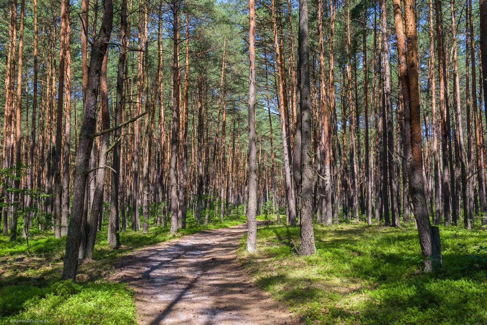 Lasem - Wysoka Lelowska