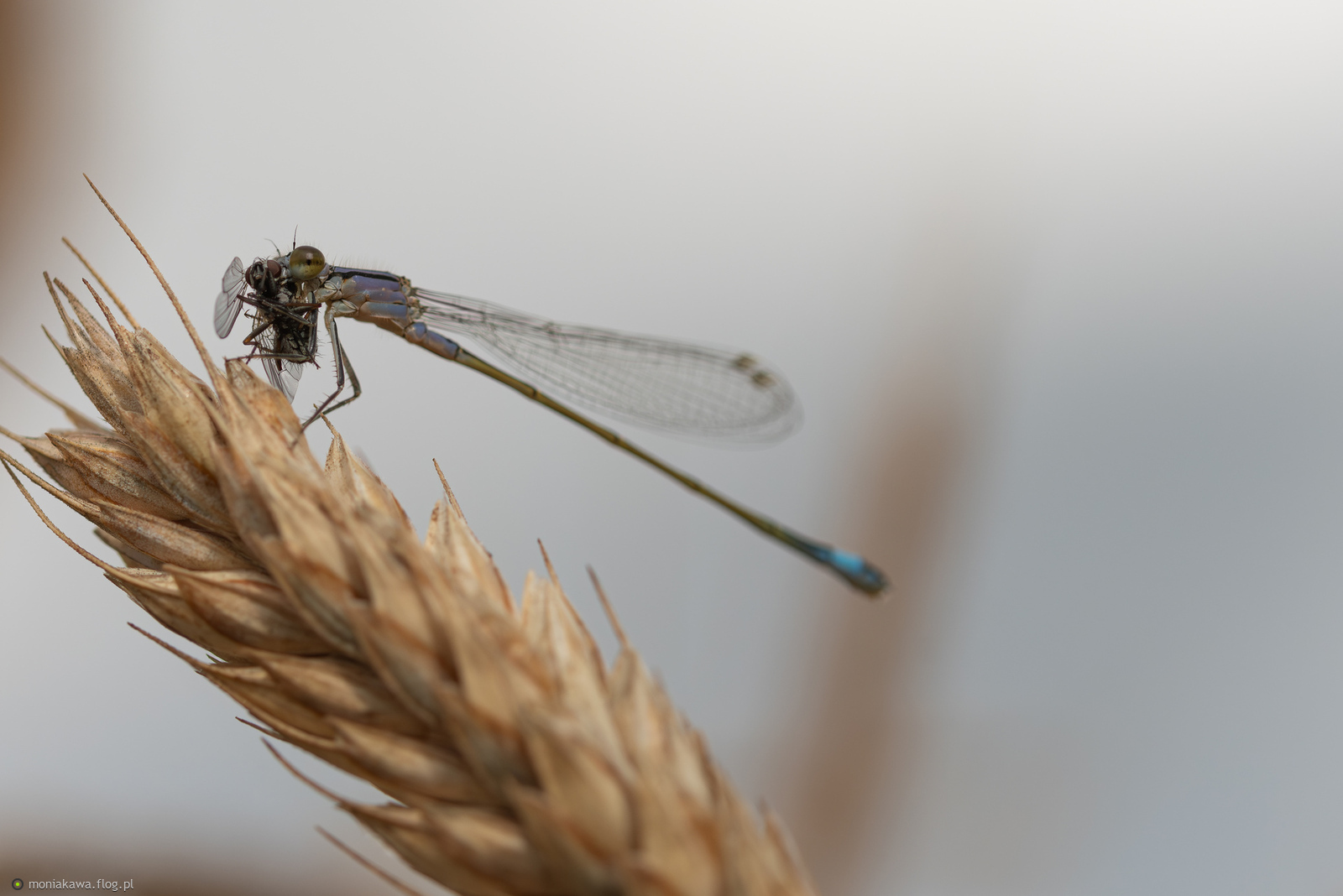 Co prawda, to nie komar, ale... kolacja na wypasie :) Z pozdrowieniami :)