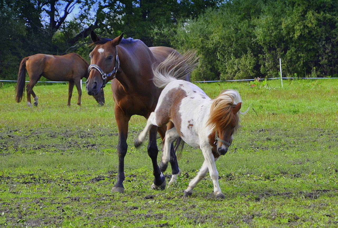 Opowieść o małym kucyku z charakterem ... dla miłośników koni z serdecznymi pozdrowieniami :)