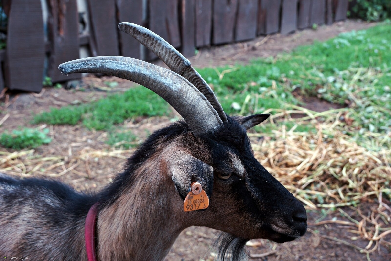 Koza😊w Lovendzie Kujawskiej.