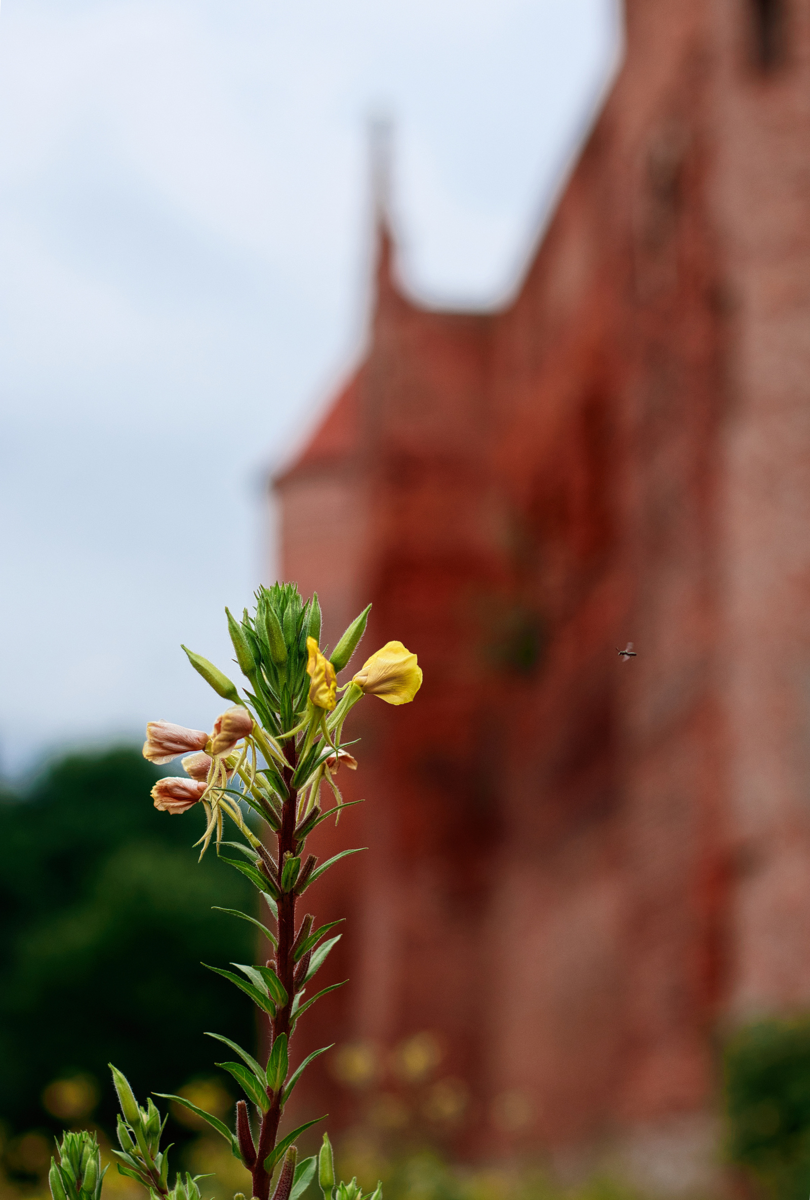 Drugi plan- historia