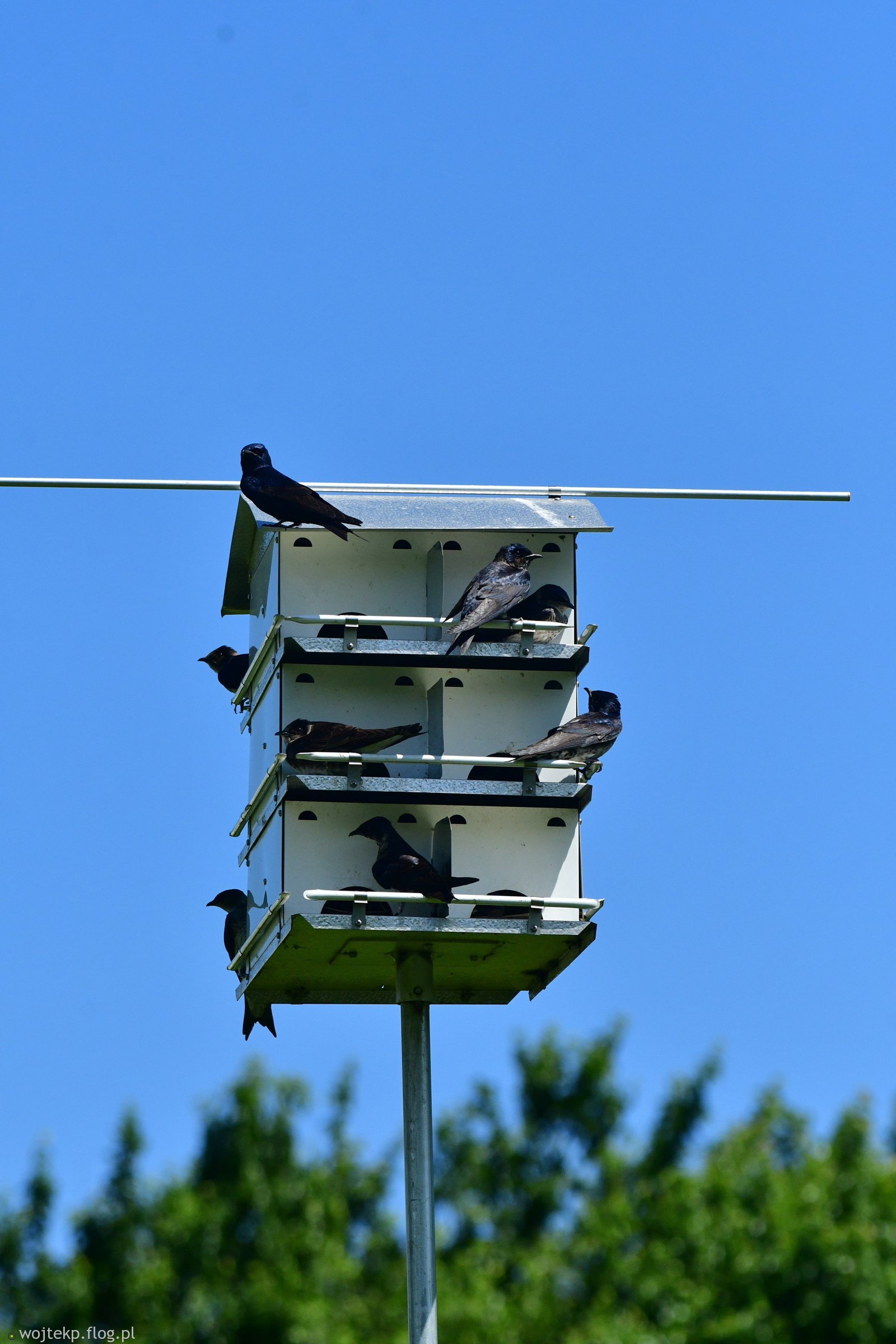 WIELORODZINNY DOMEK LĘGOWY
