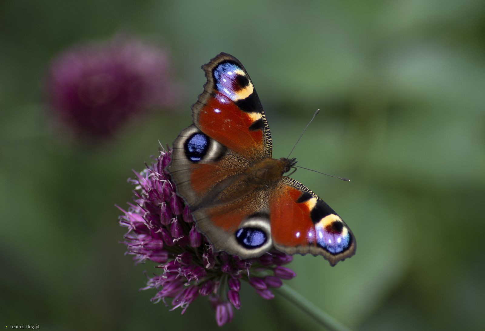 Pocałunki lata...złożone na kwiatach...