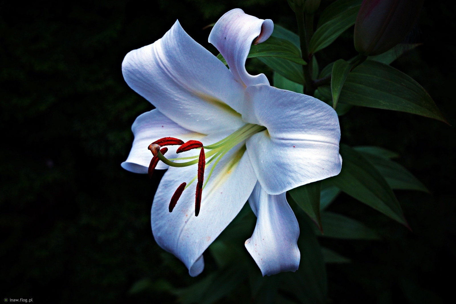 Biała pachnąca za róże😊