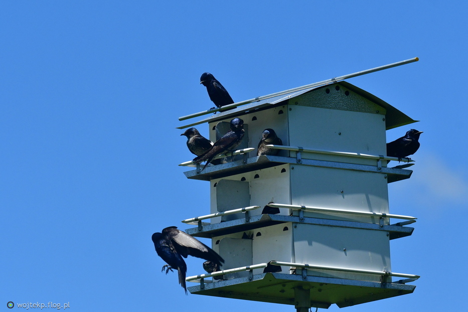 PTAKI PRZY WIEŻOWCU