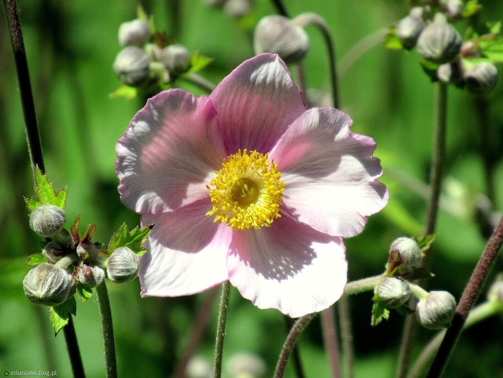 Dziękuję. Podobno za rzadko mówimy-proszę, dziękuję, przepraszam...a to czyni życie bogatszym