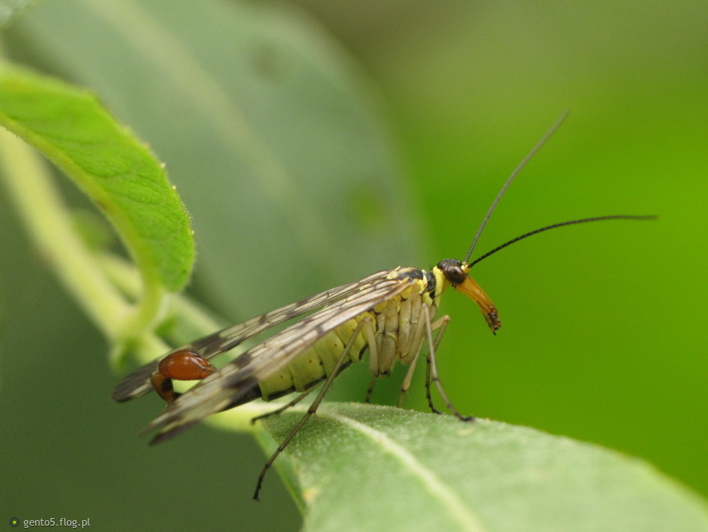 Wojsiłka pospolita - samiec