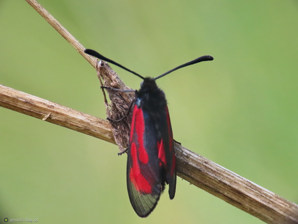 Kraśnik purpuraczek