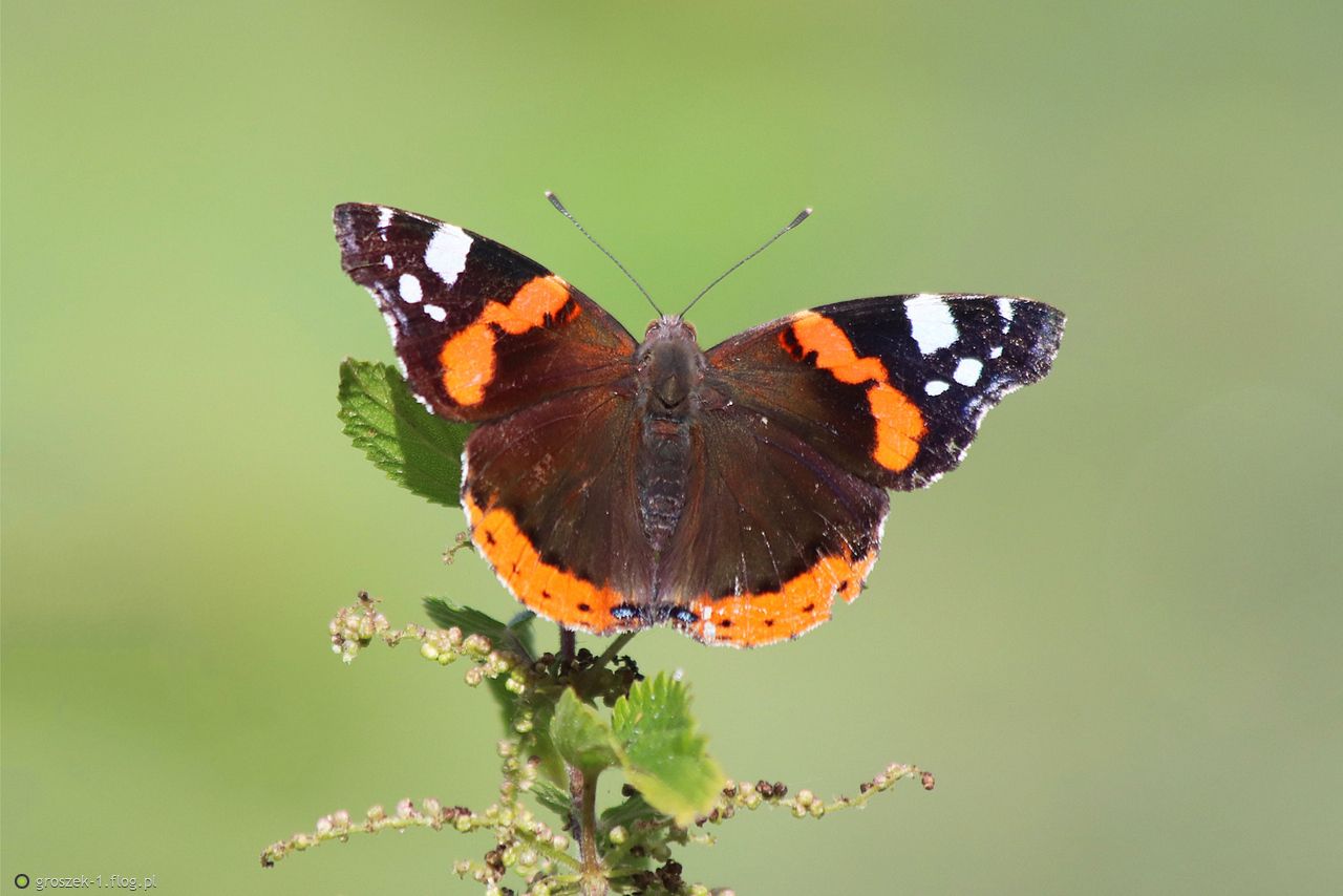 Naucz się dostrzegać piękno i chwytać je w kadr jak motyla.