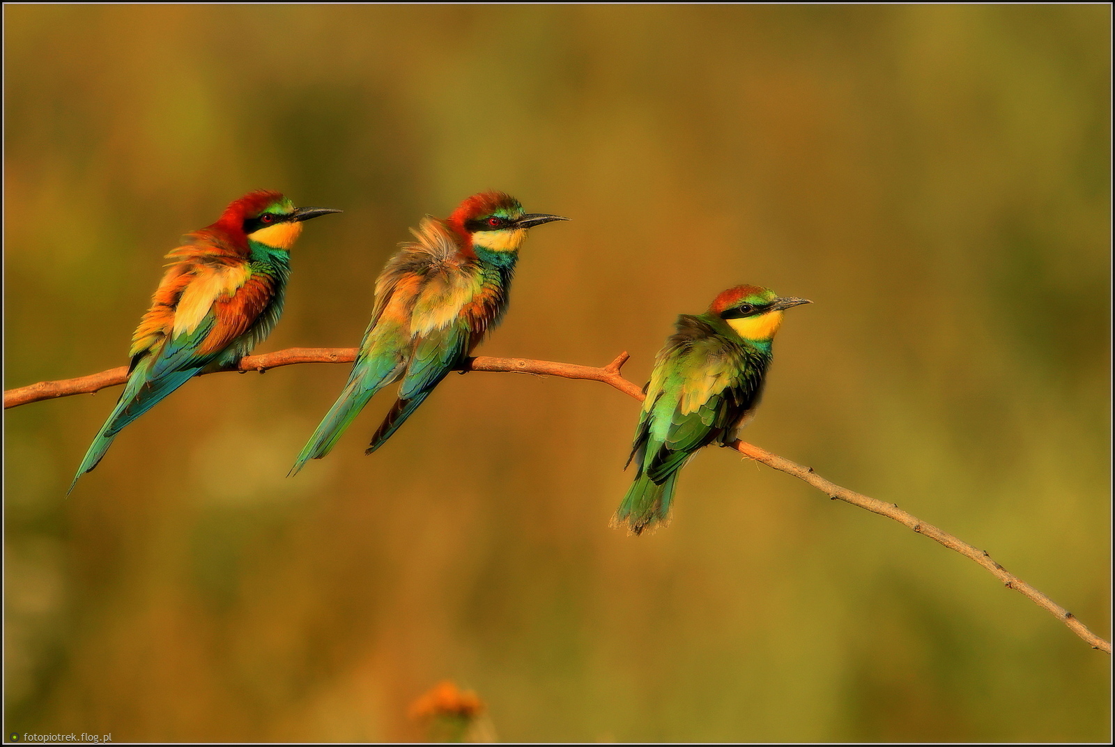 Serdecznie pozdrawiam z doliny Muminków ;-))