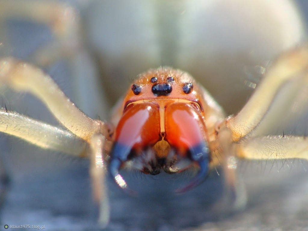 Kolczak zbrojny (Cheiracanthium punctorium)