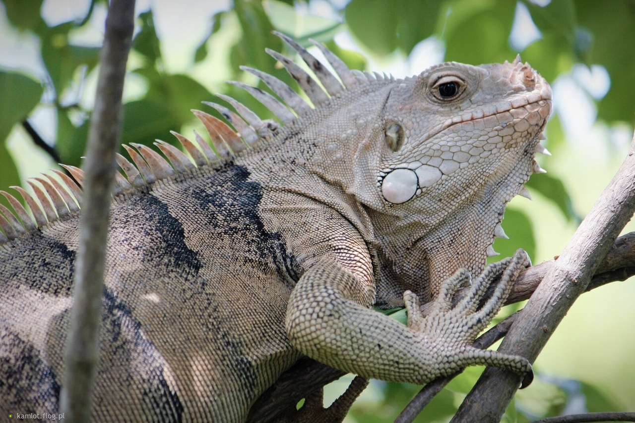 Iguany w swoim srodowisku, karaiby sie podobaja wiec dalszy ciag i langusty w menu.