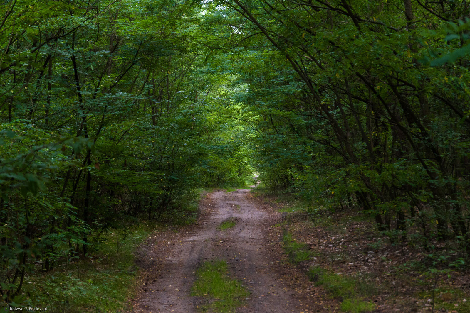 Gojsc (Nowa Brzeźnica)