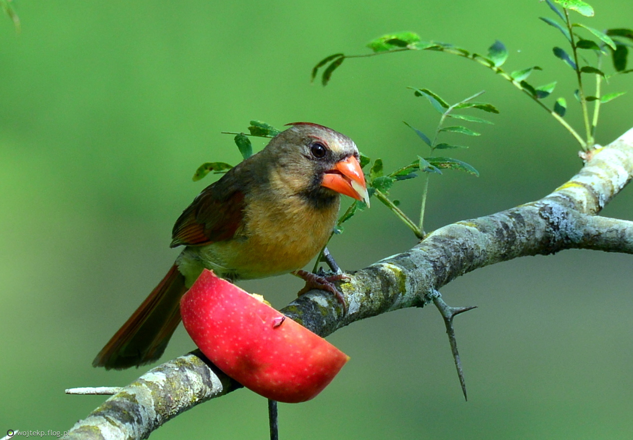 NORTHERN CARDINAL - female