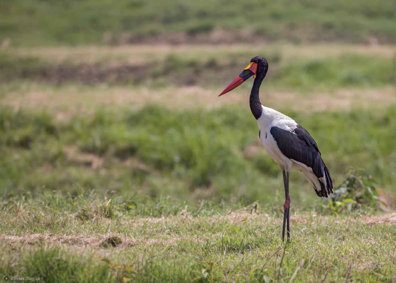 Żabiru afrykańskie.