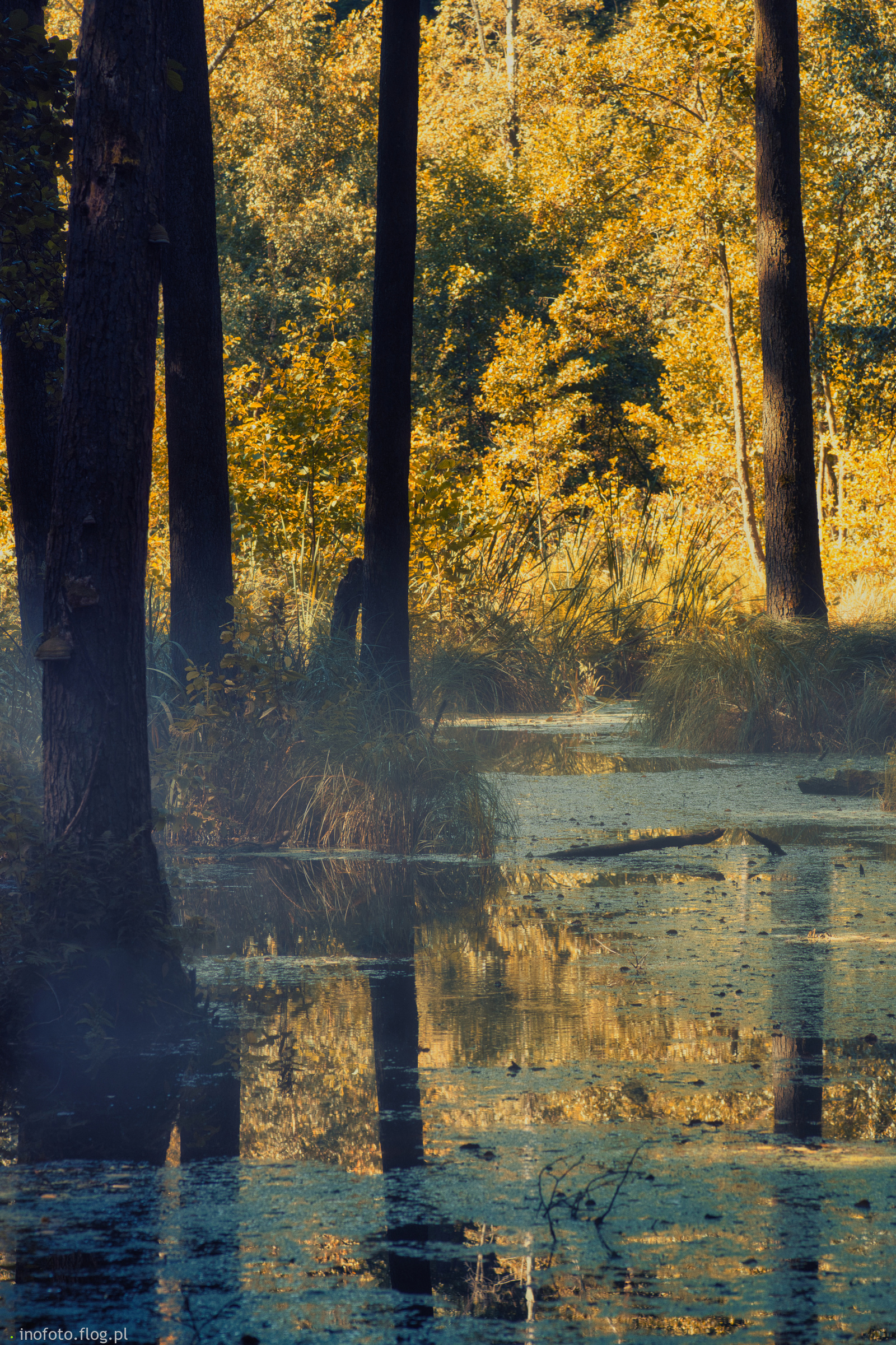 Dolina Gąsawki 6 rano