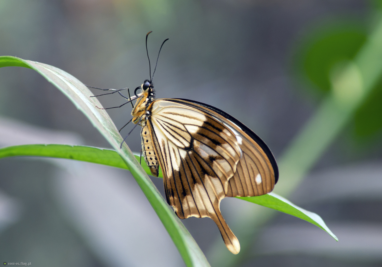 Gorący motyl..;)...bo z tropików..;)