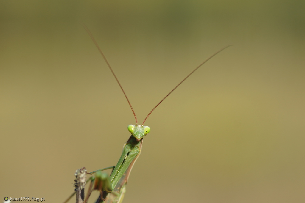 Modliszka zwyczajna ( Mantis religiosa ) samiec.