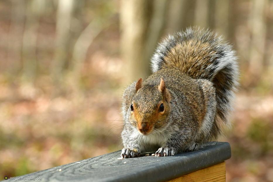 EASTERN GRAY SQUIRREL / WIEWIÓRKA SZARA