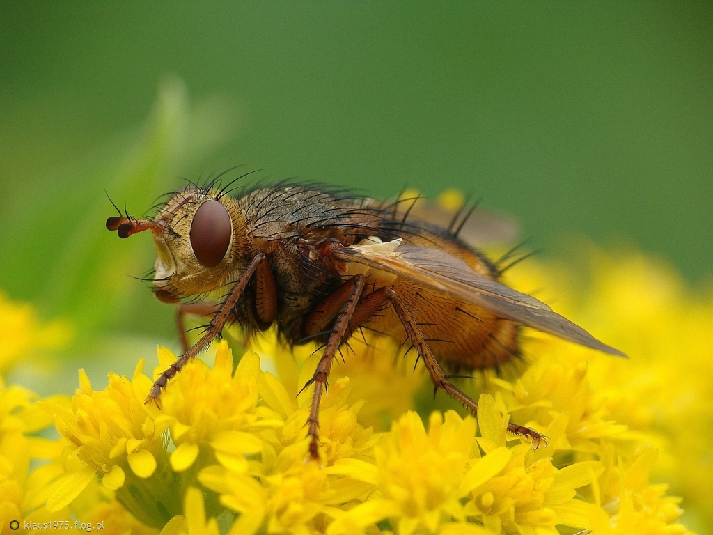 Rączyca rdzawa (Tachina fera)