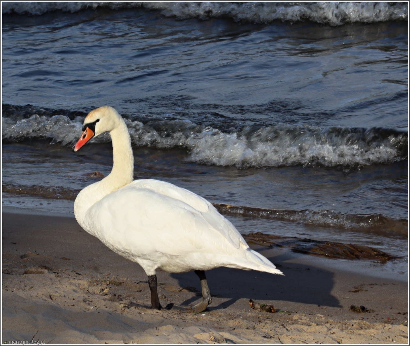 Bałtycki plażownik
