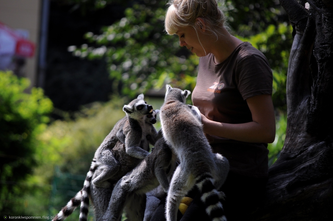 Karmienie lemurów Kata:) Miłych chwil na dziś:)