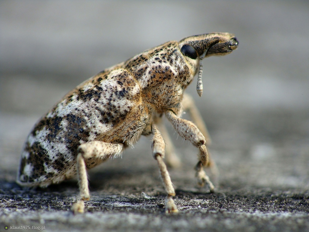 Szarek marmurkowiec ( Cyphocleonus dealbatus )