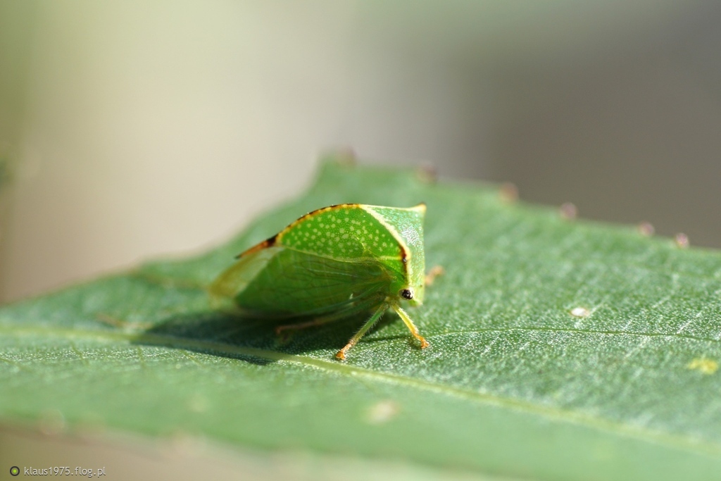 Kolcoróg bizoniak ( Stictocephala bisonia )