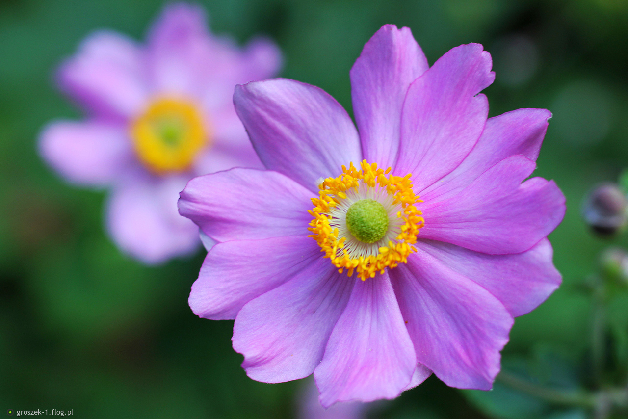 Kwiaty nie zamartwiają się tym, w jaki sposób zaczną kwitnąć. Po prostu otwierają się i zamykają pod wpływem światła. I to czyni je pięknymi.