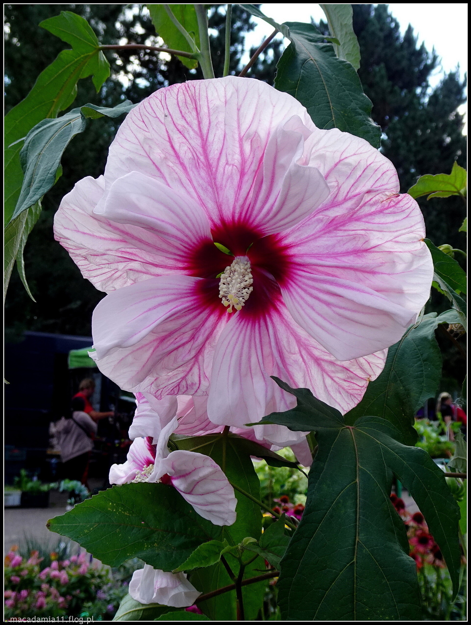 Różne stany hibiskusa...