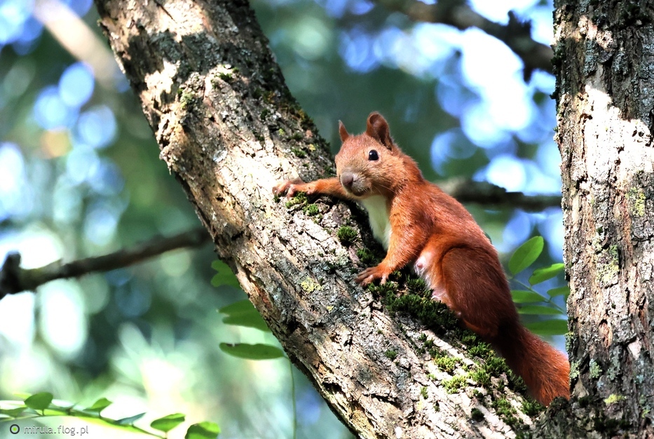 Mały łobuziak orzechowy