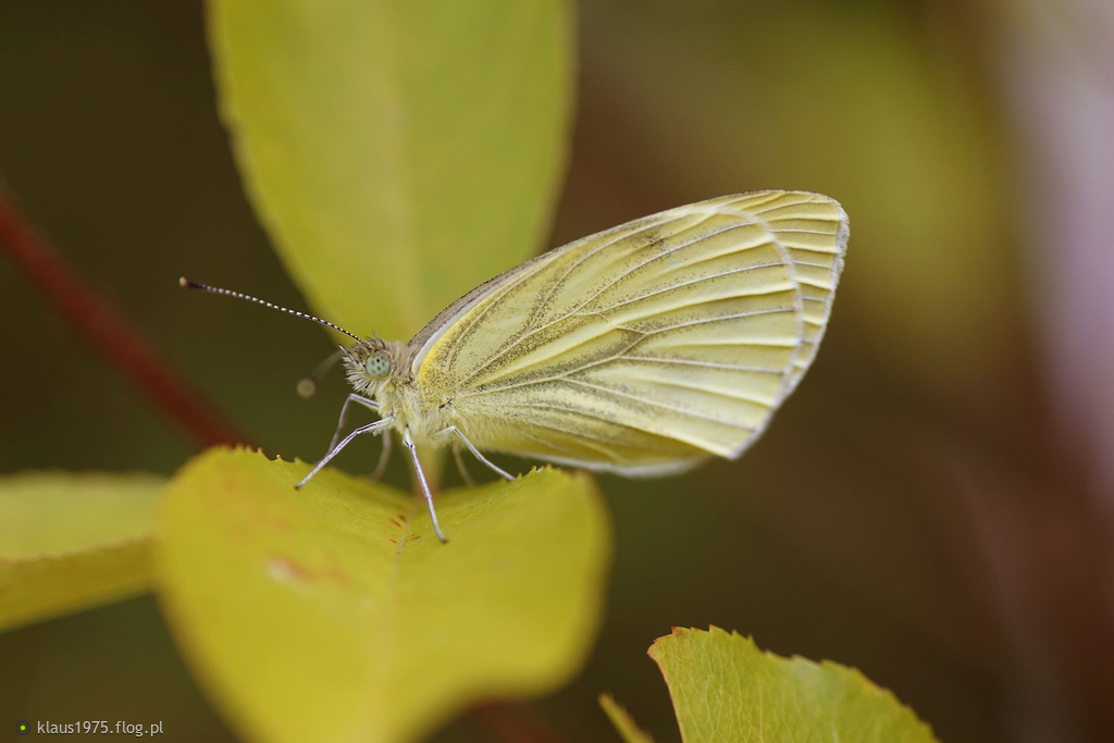 Bielinek bytomkowiec (Pieris napi)