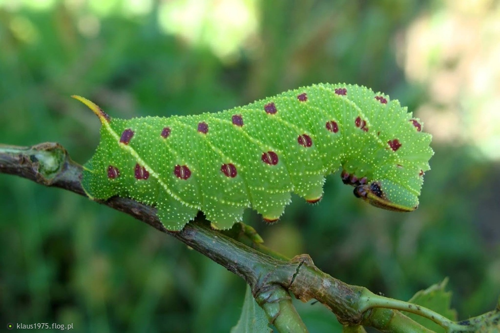 Nastrosz topolowiec (Laothoe populi syn. Smerinthus populi)