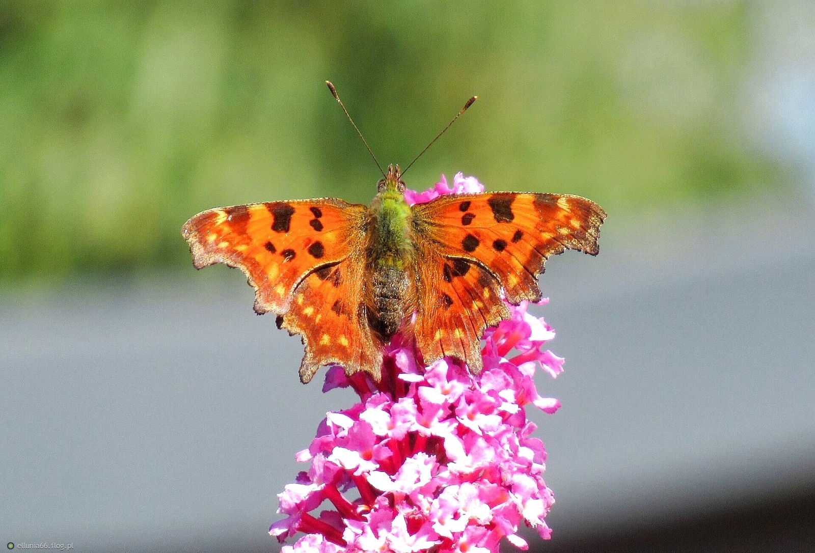 Piękny był dzisiejszy dzień, spotkałam dużo różnych motyli-serdecznie wszystkich pozdrawiam.