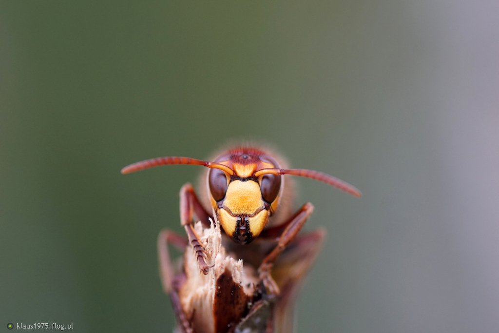 Szerszeń europejski ( Vespa crabro )