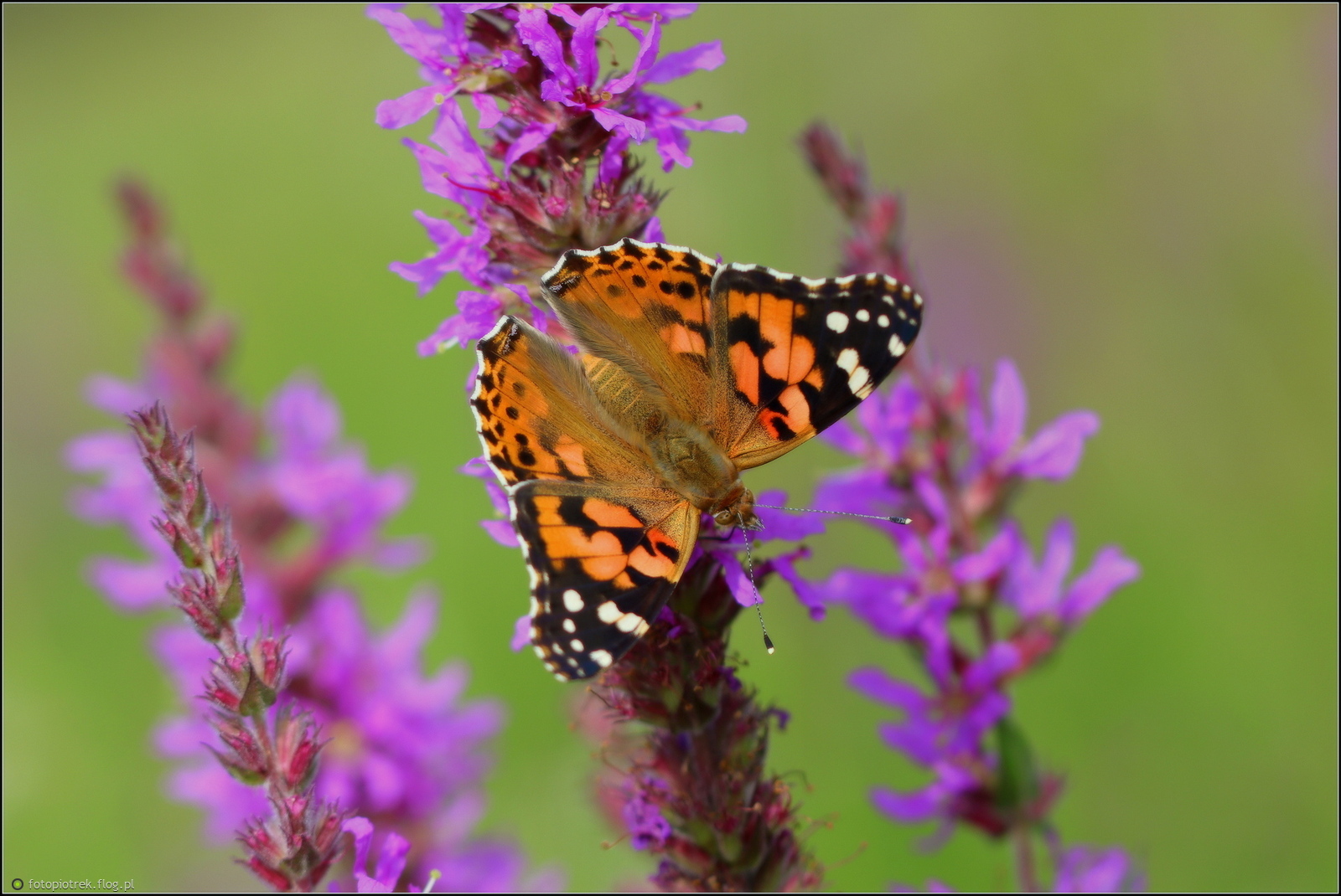 Wspomnienie lata ...pozdrawiam serdecznie ;-)))