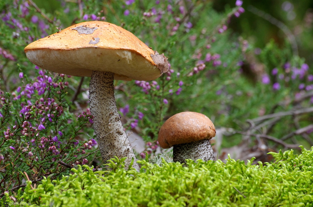 Koźlarz pomarańczowożółty.